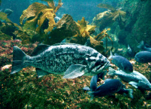 Rockfish_Monterey_Bay_Aquarium