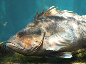 Rockfish_(Sebastes_spp.)_01